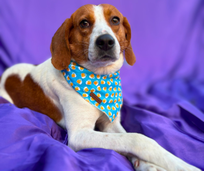 Laddy the dog lying on a purple cloth wearing a bandanna